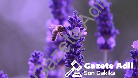 Duygu Analitiği: Yapay Zeka ve Duygusal İncelemeler