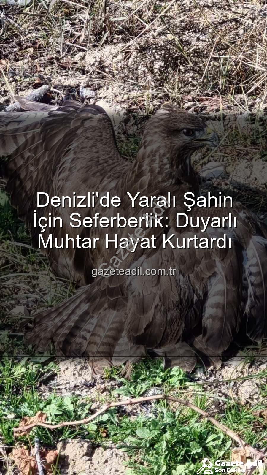 Denizli'de yaralı şahin - Denizli'de Yaralı Şahin İçin Seferberlik: Duyarlı Muhtar Hayat Kurtardı