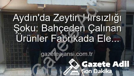 Aydın’da Bahçeden Çalınan Zeytinler Fabrikada Ele Geçirildi: 2 Şüpheli Yakalandı