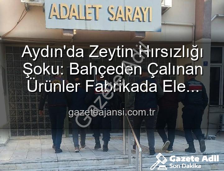 zeytin hırsızlığı - Aydın'da Bahçeden Çalınan Zeytinler Fabrikada Ele Geçirildi: 2 Şüpheli Yakalandı