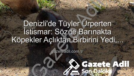 Denizli’de Tüyler Ürperten İstismar: Sözde Barınakta Köpekler Açlıktan Birbirini Yedi, Yurt Dışından Yüksek Bağışlar Toplanmış!