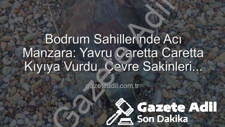 Bodrum Sahillerinde Acı Manzara: Yavru Caretta Caretta Kıyıya Vurdu, Çevre Sakinleri Üzüntüde