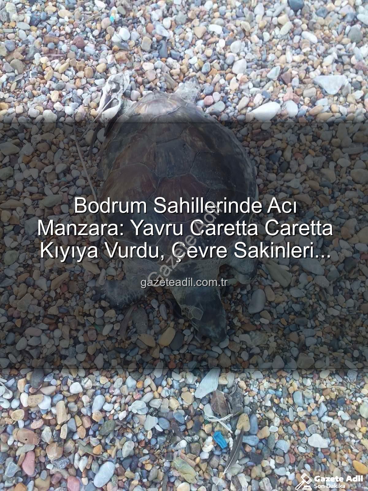 yavru caretta caretta - Bodrum Sahillerinde Acı Manzara: Yavru Caretta Caretta Kıyıya Vurdu, Çevre Sakinleri Üzüntüde