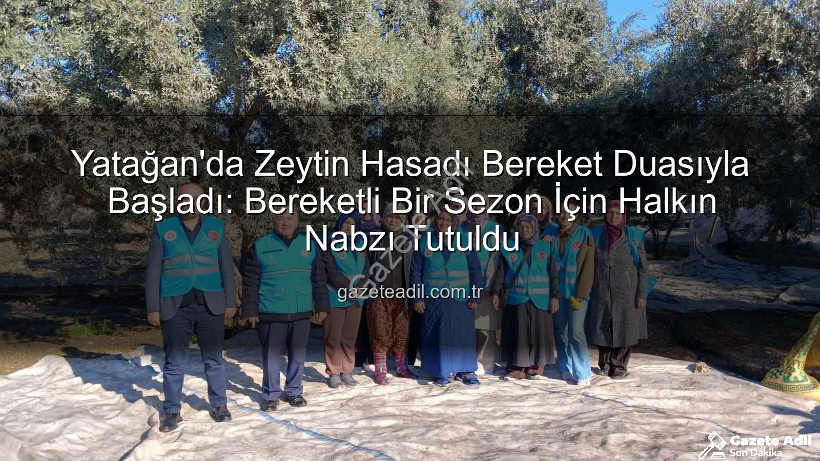Yatağan zeytin hasadı - Yatağan'da Zeytin Hasadı Bereket Duasıyla Başladı: Bereketli Bir Sezon İçin Halkın Nabzı Tutuldu