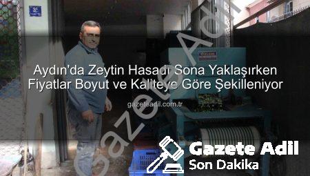Aydın’da Zeytin Hasadı Sona Yaklaşırken Fiyatlar Boyut ve Kaliteye Göre Şekilleniyor