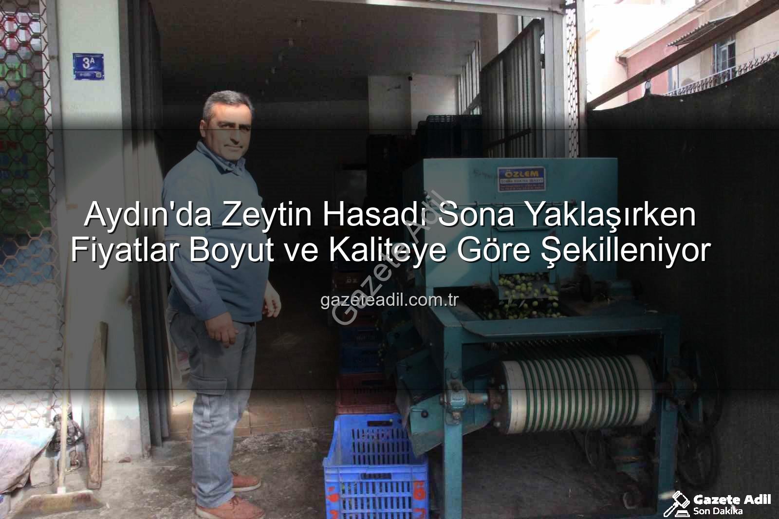 zeytin fiyatları - Aydın'da Zeytin Hasadı Sona Yaklaşırken Fiyatlar Boyut ve Kaliteye Göre Şekilleniyor