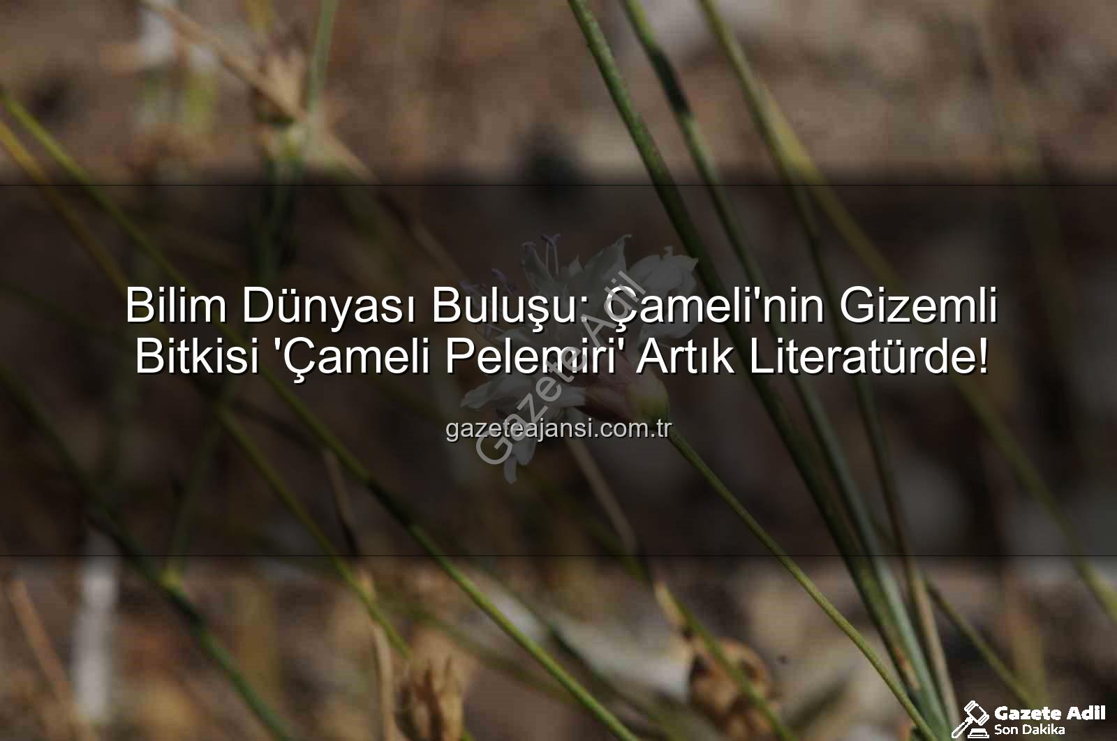 Çameli pelemiri - Denizli'nin Saklı Hazinesi: 'Çameli Pelemiri' Bilim Dünyasına Kazandırıldı!