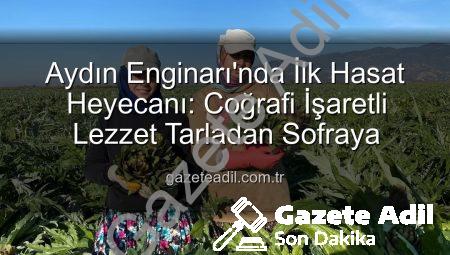 Aydın Enginarı’nda İlk Hasat Heyecanı: Coğrafi İşaretli Lezzet Tarladan Sofraya