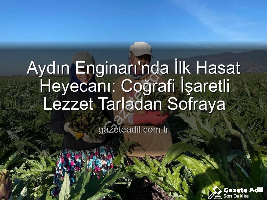 Aydın Enginarı - Aydın Enginarı'nda İlk Hasat Heyecanı: Coğrafi İşaretli Lezzet Tarladan Sofraya