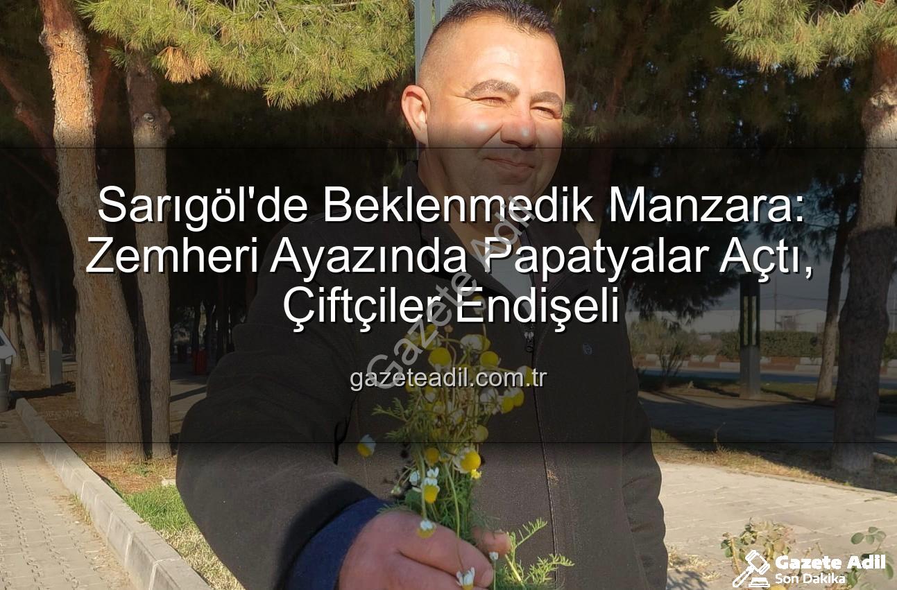 zemheri papatyaları - Sarıgöl'de Beklenmedik Manzara: Zemheri Ayazında Papatyalar Açtı, Çiftçiler Endişeli