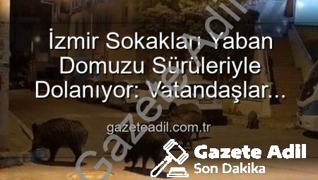 İzmir Sokakları Yaban Domuzu Sürüleriyle Dolanıyor: Vatandaşlar Tedirgin, Yetkililere Çağrı Var