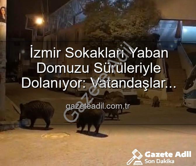 yaban domuzu - İzmir Sokakları Yaban Domuzu Sürüleriyle Dolanıyor: Vatandaşlar Tedirgin, Yetkililere Çağrı Var